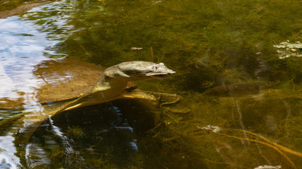 A softshell turtle swimming in the water. An amphibian native to Florida in North America, found in Tucson, Arizona as a discarded pet, and is now considered an invasive species.