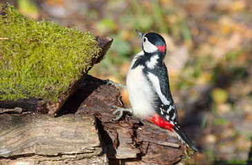 Great spotted woodpecker on the rotten tree stump. 