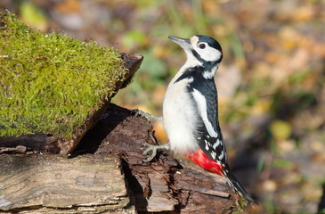 Great spotted woodpecker on the rotten tree stump. 