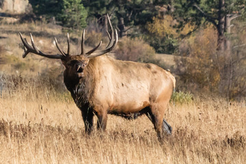 bull elk in the meadow