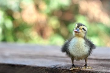 Cute baby duck
