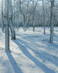 Snowy glittering morning walk through the park lit by the sun with snow covered trees and shadows where the holiday spirit warms you from inside