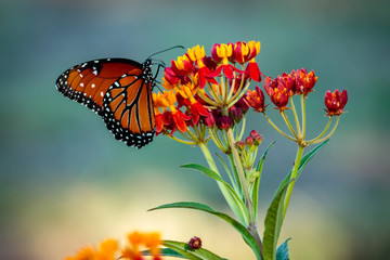 butterfly on a flower