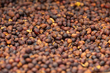 Raw Coffee red cherry fruits beans drying in crate