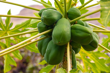 Fresh Green Papayas Growing On Tree At Plantation