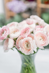 Ranunculus asiaticus or Persian Buttercup. Bunch of pastel pink blossom . Light gray background, glass vase. Wallpaper, flowers texture