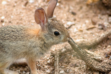 Baby wild cottontail bunny rabbit in natural desert habitat. Pima County, Tucson, Arizona. 2018.