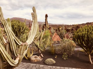 Lanzarote cactus park