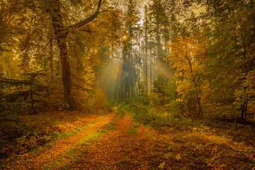 Morning Light Rays Illuminate Autumnal Forest Path