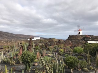 Cactus park of lanzarote