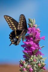 butterfly on a flower