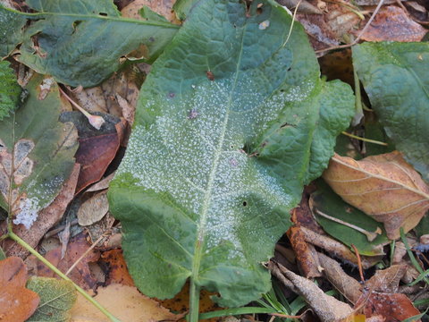Crystals of frost on green leaves of plants.