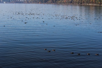 Wild bird's sanctuary at Semiahmoo Bay in winter
