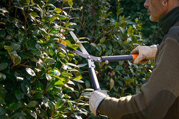 gardener pruning hedge with trimming shears