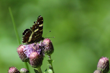  Landkärtchen (Araschnia levana) Schmetterling