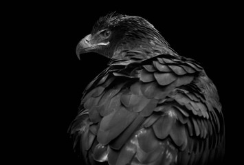 Fototapeta premium Schwarzer Steppenadler (Aquila nipalensis) isoliert auf schwarzem Hintergrund