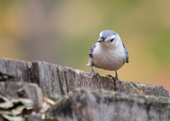 White-breasted nuthatch at Tylee Marsh, Rosemere, Quebec, Canada