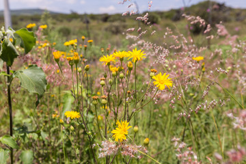 Wild flowers in a meadow in Mexico.