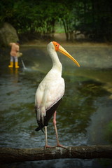 Yellow-billed Stork