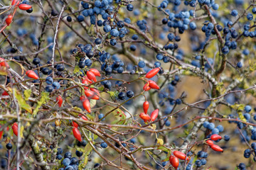 herbstfrüchte