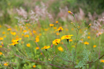 Wild flowers in a meadow in Mexico.