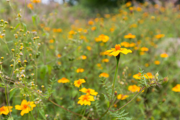 Wild flowers in a meadow in Mexico.