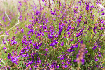 Wild flowers in a meadow in Mexico.