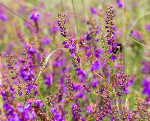 Wild flowers in a meadow in Mexico.