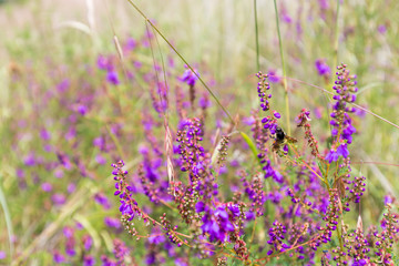 Wild flowers in a meadow in Mexico.