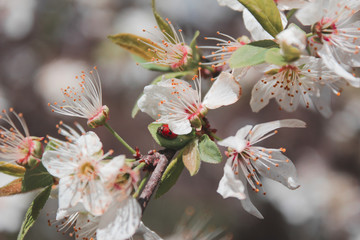 cherry blossom