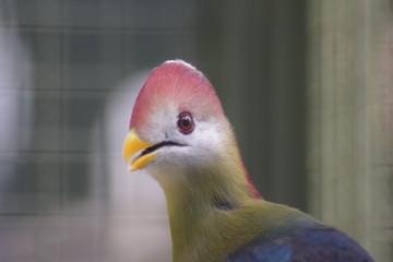 Aves extra&ntilde;as