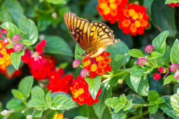 Mexican Silverspot Butterfly feeding on brightly colored flowers in a garden in Mexico.