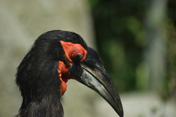 Aves extrañas
