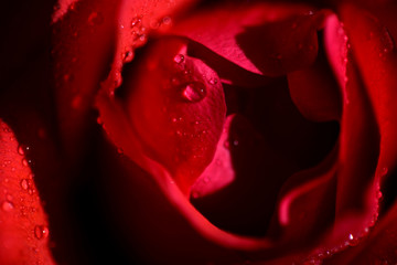 Close up of beautiful red rose with rain drops