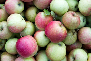 A freshy picked organic apples in a home garden (shot in September 2018 in Slovakia).