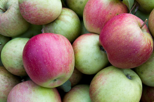 A freshy picked organic apples in a home garden (shot in September 2018 in Slovakia).