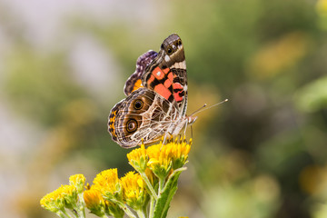 Painted Lady Butterfly shot in an unusually hot October in  Mexico. The Butterfly is shown feeding on wild yellow meadow flower.