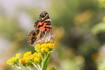 Painted Lady Butterfly shot in an unusually hot October in  Mexico. The Butterfly is shown feeding on wild yellow meadow flower.