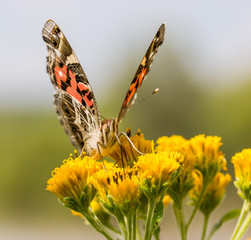 Painted Lady Butterfly shot in an unusually hot October in  Mexico. The Butterfly is shown feeding...