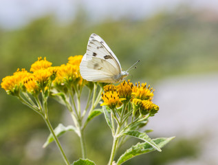 Checkered white butterfly feeding off a yellow wild flower in a meadow in Mexico.
