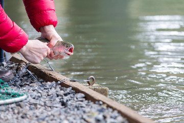 Female fishing on the lake, with rainbow trout in her hands.