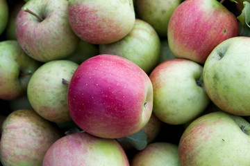 A freshy picked organic apples in a home garden (shot in September 2018 in Slovakia).