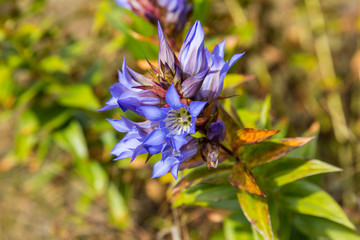 Fototapeta premium Wild flowers in a meadow in Mexico.