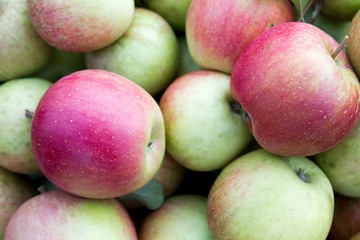 A freshy picked organic apples in a home garden (shot in September 2018 in Slovakia).