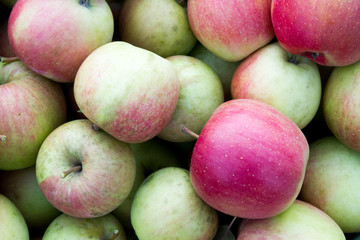 A freshy picked organic apples in a home garden (shot in September 2018 in Slovakia).