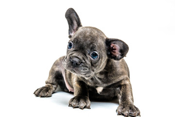 French bulldog puppy