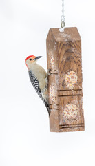 Red Bellied Woodpecker feeding in mid winter, Quebec, Canada.