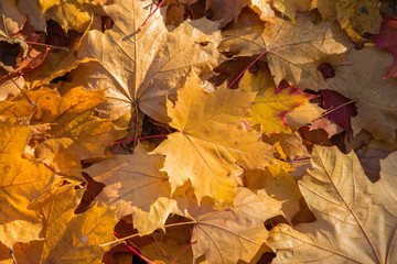 Naklejka na ściany i meble Golden Autumn. Yellow and brown maple leaves. Natural autumn background close-up. Yellow, gold fall maple leaves.