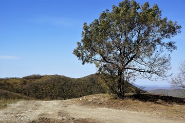 tree on the hill