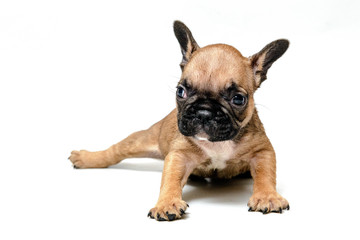 French bulldog puppy